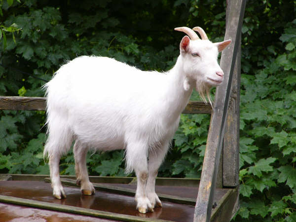 different goat